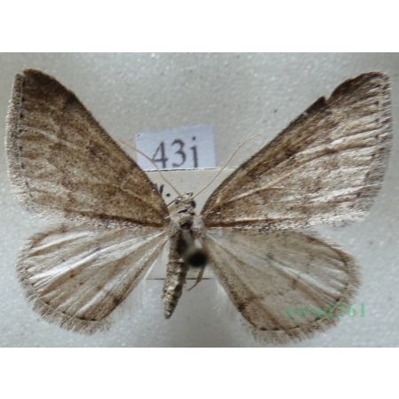 Aleucis distinctata (Herrich-Schäffer, 1839) Wiosennica tarnica Czech43j
